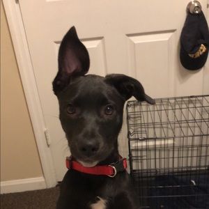 Meet your Posher, Grace